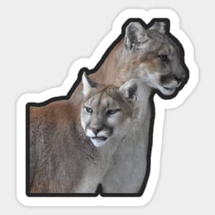 Mountain Lion Sticker